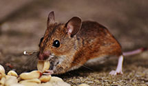 24 Hour & Emergency Exterminators in Littleton, WV